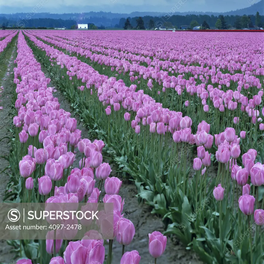 USA, Washington, Skagit County, Field of pink Tulips