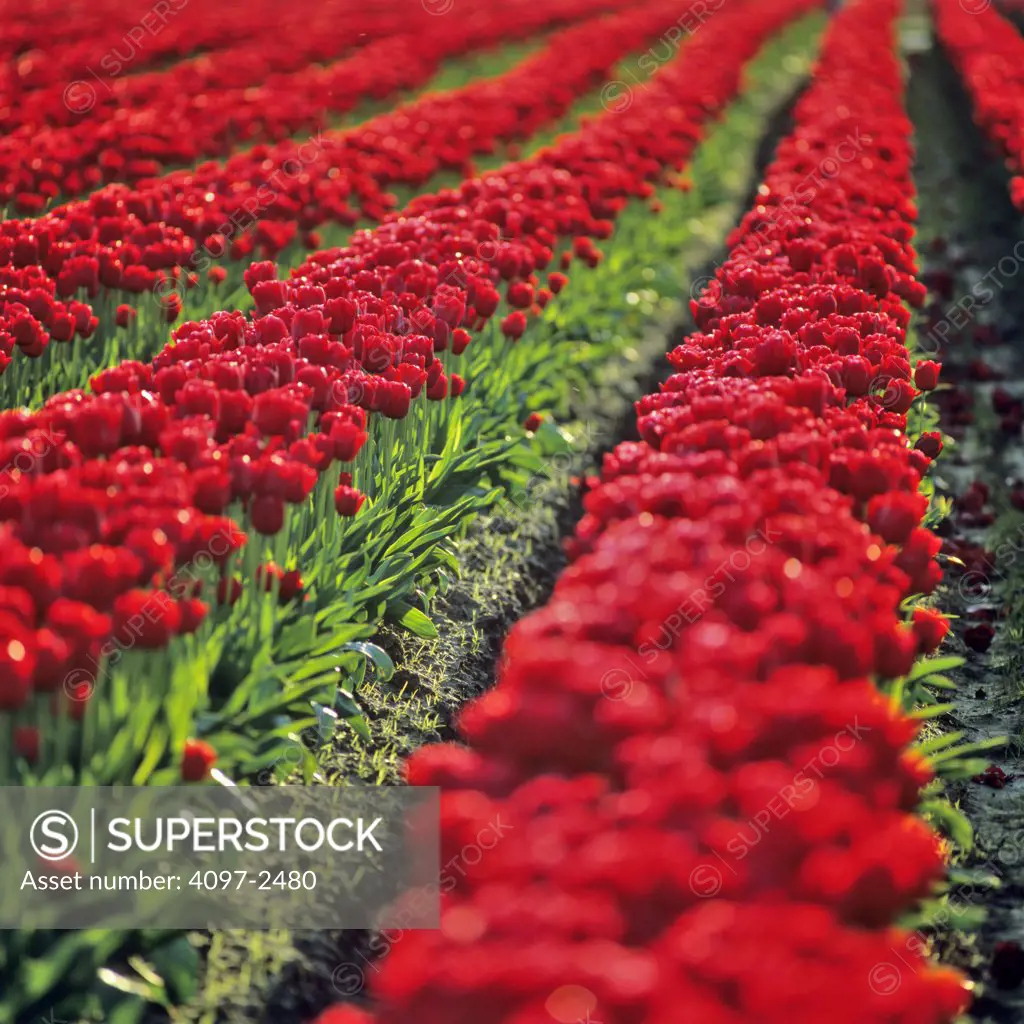 USA, Washington, Skagit County, Field of red Tulips