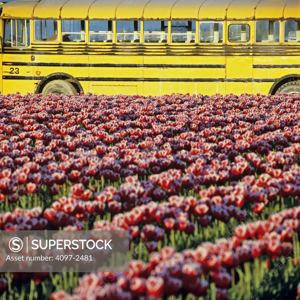 USA, Washington, Skagit County, Bus passing field of red Tulips