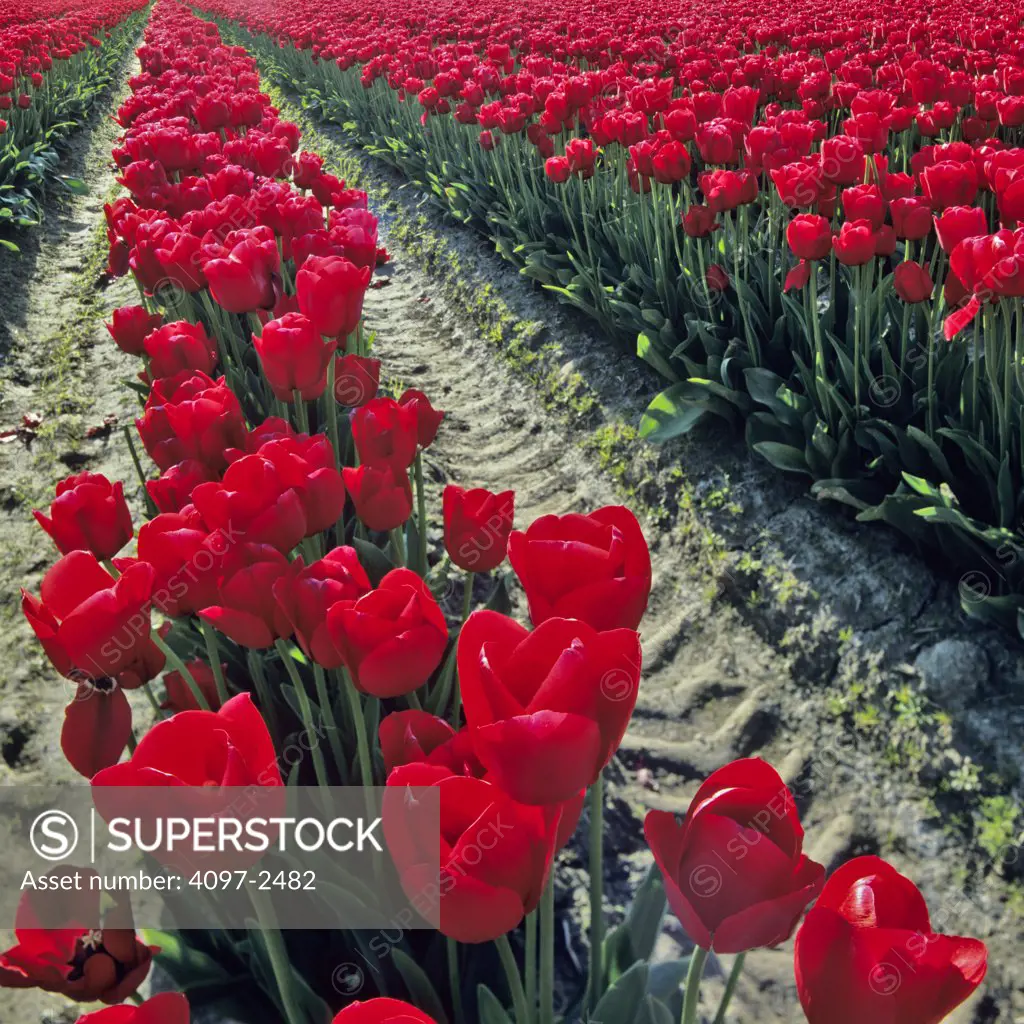USA, Washington, Skagit County, Field of red Tulips