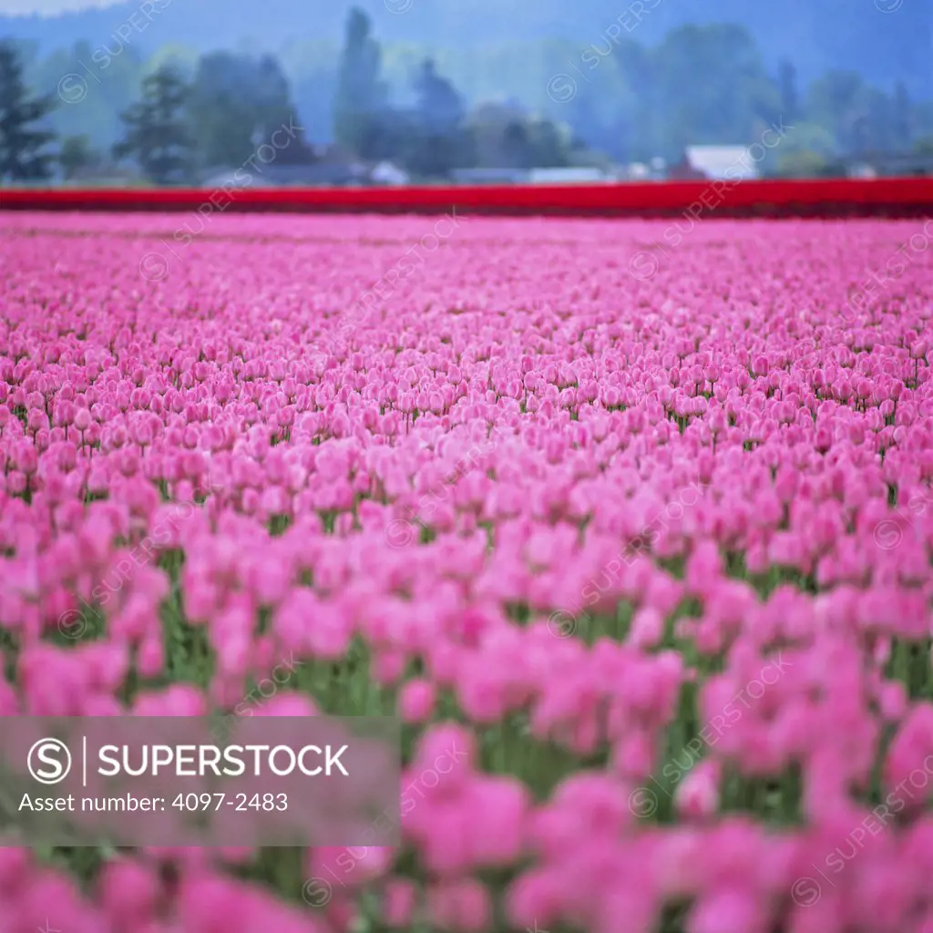 USA, Washington, Skagit County, Field of pink Tulips