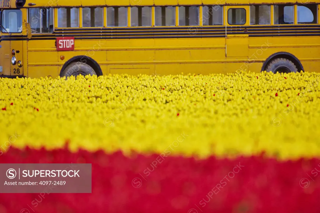 USA, Washington, Skagit County, Bus passing field of bright Tulips