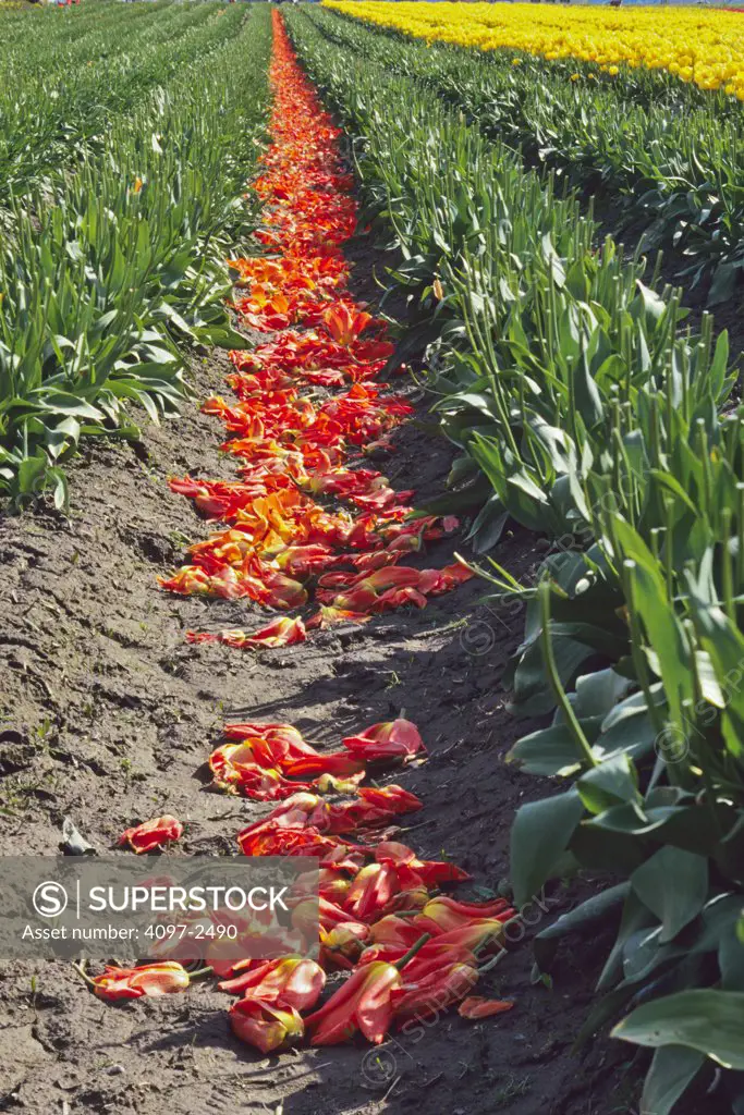 USA, Washington, Skagit County, Field of Tulips without heads