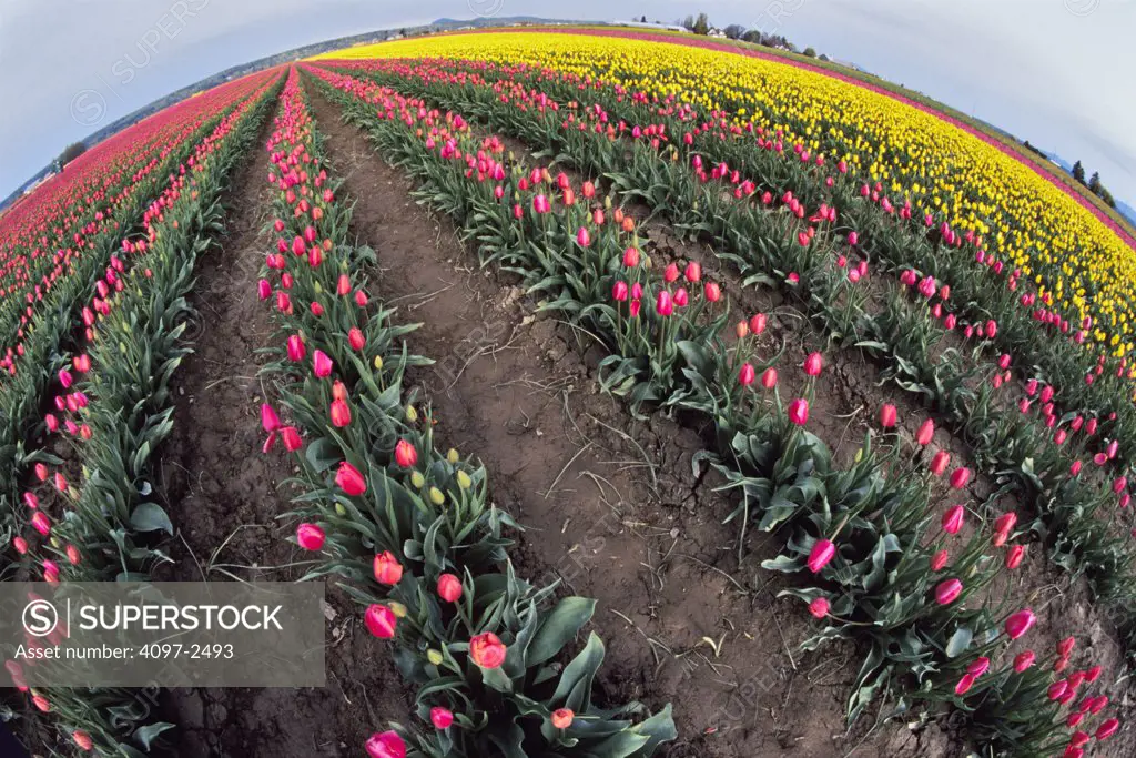 USA, Washington, Skagit County, Field of pink and yellow Tulips