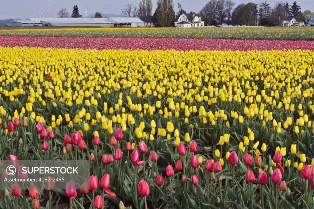 USA, Washington, Skagit County, Field of bright colored Tulips