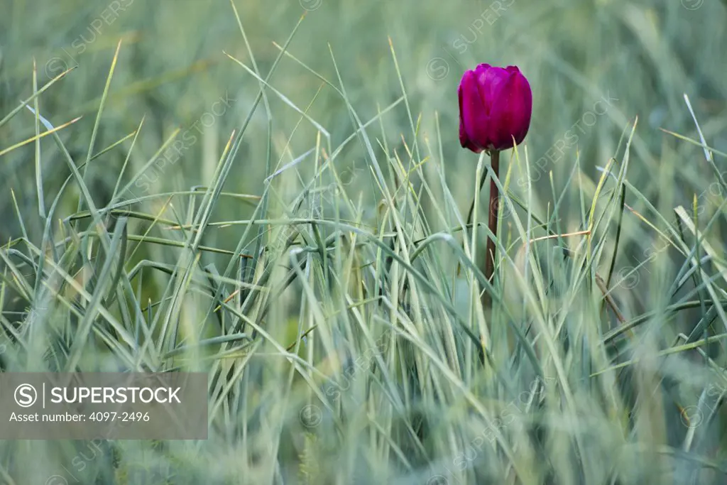 USA, Washington, Skagit County, Red Tulip in grass