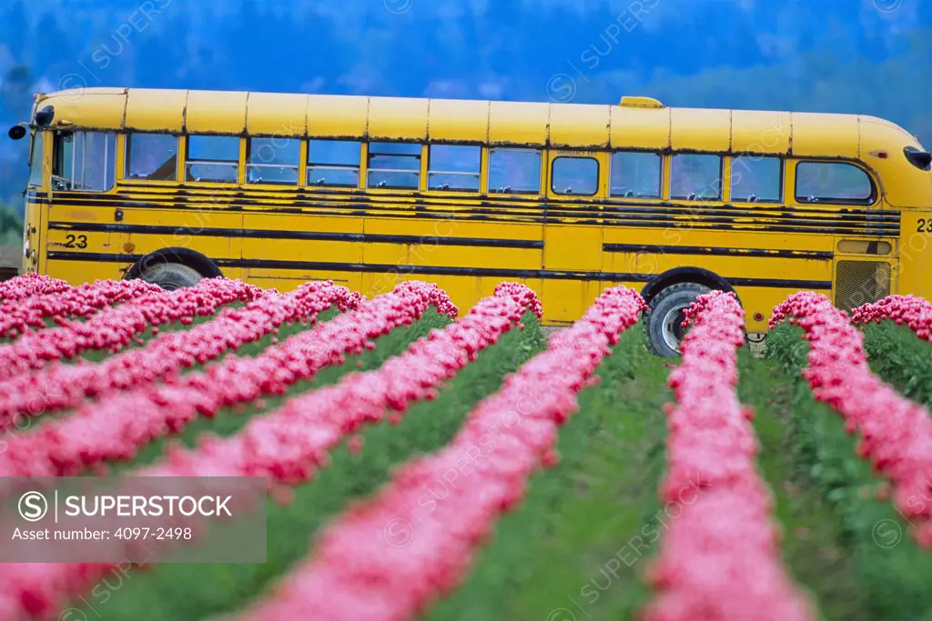 USA, Washington, Skagit County, Bus passing field of pink Tulips