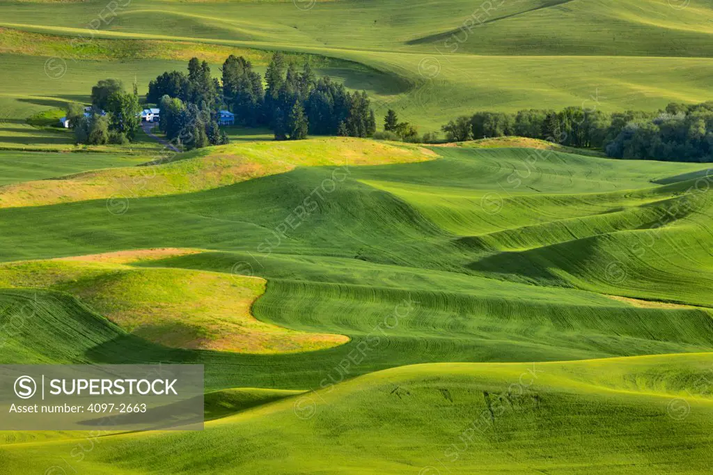 High angle view of green fields, Steptoe Butte, Palouse, Washington State, USA