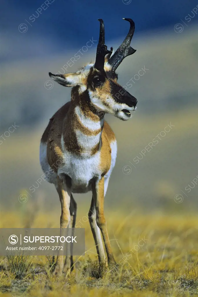 Antelope standing in a field, Yellowstone National Park, Wyoming, USA