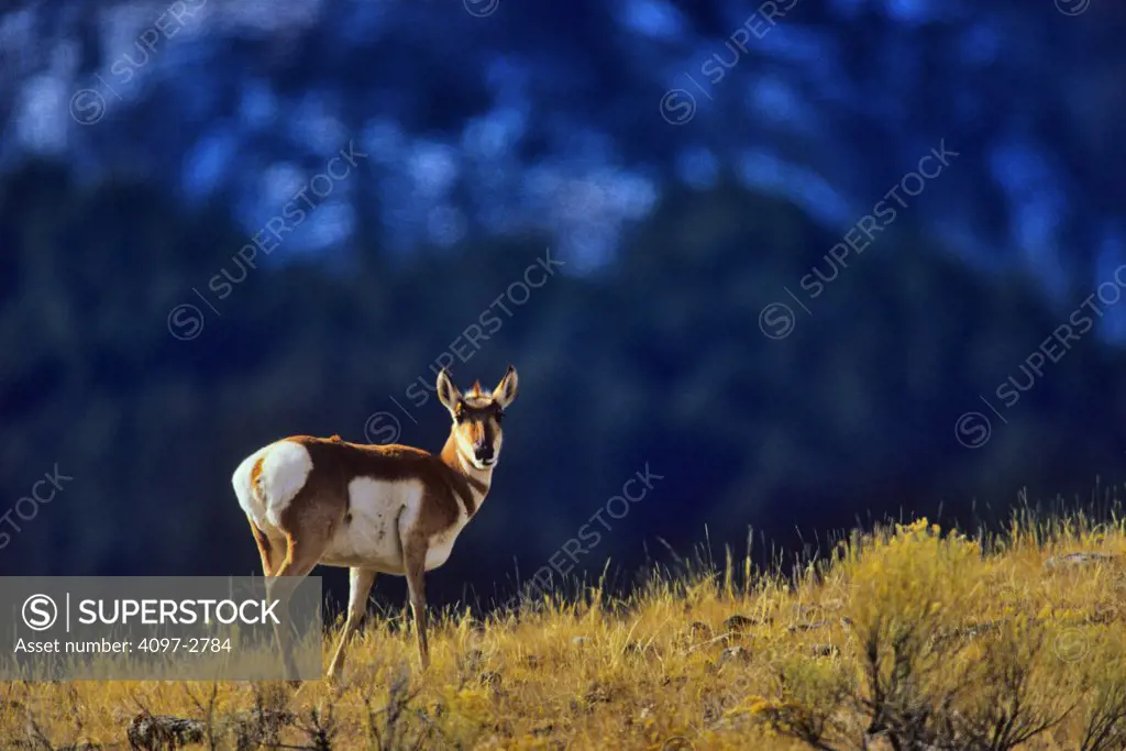 Antelope standing in a field, Yellowstone National Park, Wyoming, USA