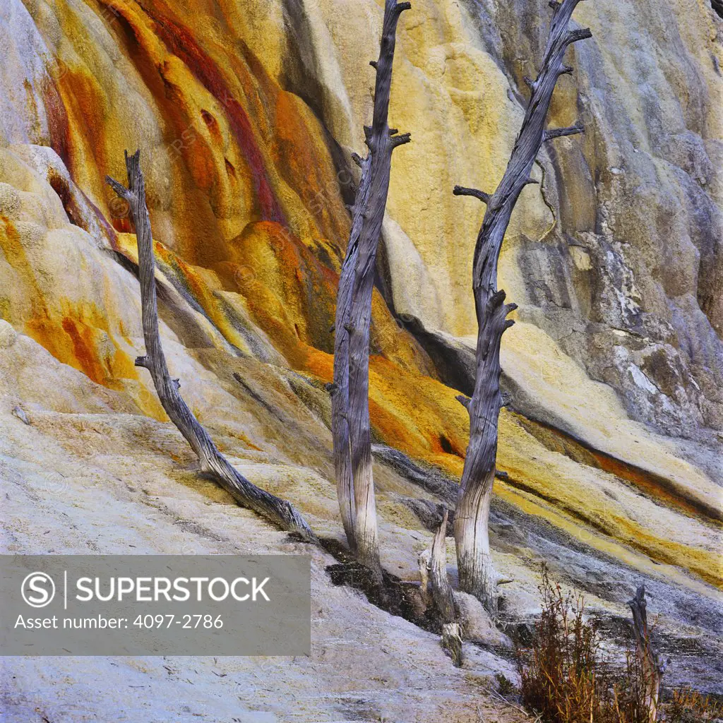 Mineral formations at a hot spring, Mammoth Hot Springs, Yellowstone National Park, Wyoming, USA