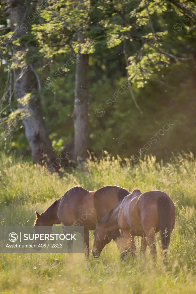 Horses grazing in a pasture, Victoria, Vancouver Island, British Columbia, Canada