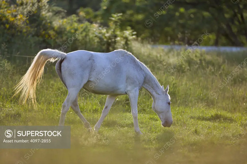 Horse in a pasture, Victoria, Vancouver Island, British Columbia, Canada