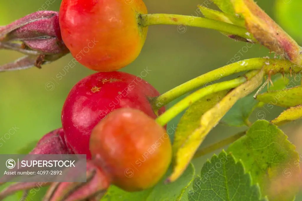 Rose hips growing on a plant, Jasper National Park, Alberta, Canada