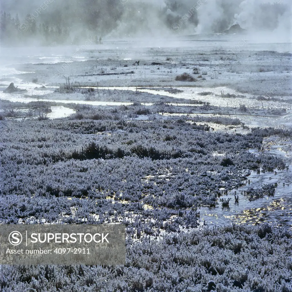 Steam emerging from a hot spring, Firehole Lake, Yellowstone National Park, Wyoming, USA