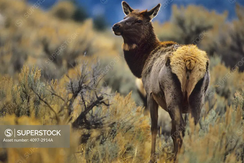 Elk (Cervus elaphus) standing in a field, Yellowstone National Park, Wyoming, USA