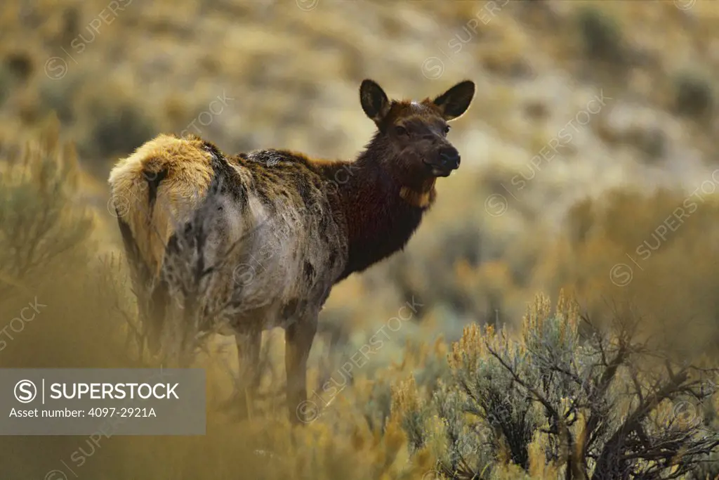 Elk (Cervus elaphus) standing in a field, Yellowstone National Park, Wyoming, USA