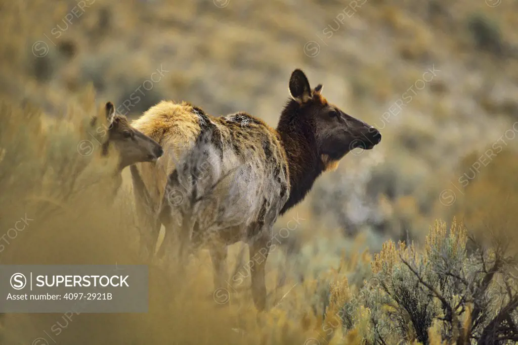 Elks (Cervus elaphus) standing in a field, Yellowstone National Park, Wyoming, USA
