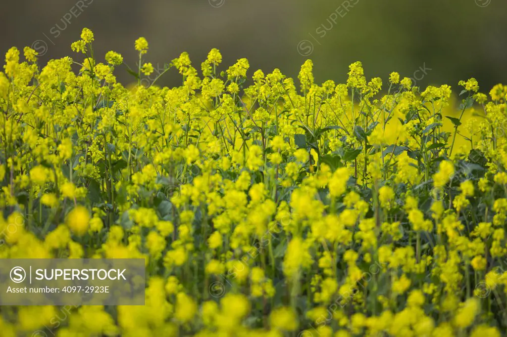 Canola field, Victoria, Vancouver Island, British Columbia, Canada