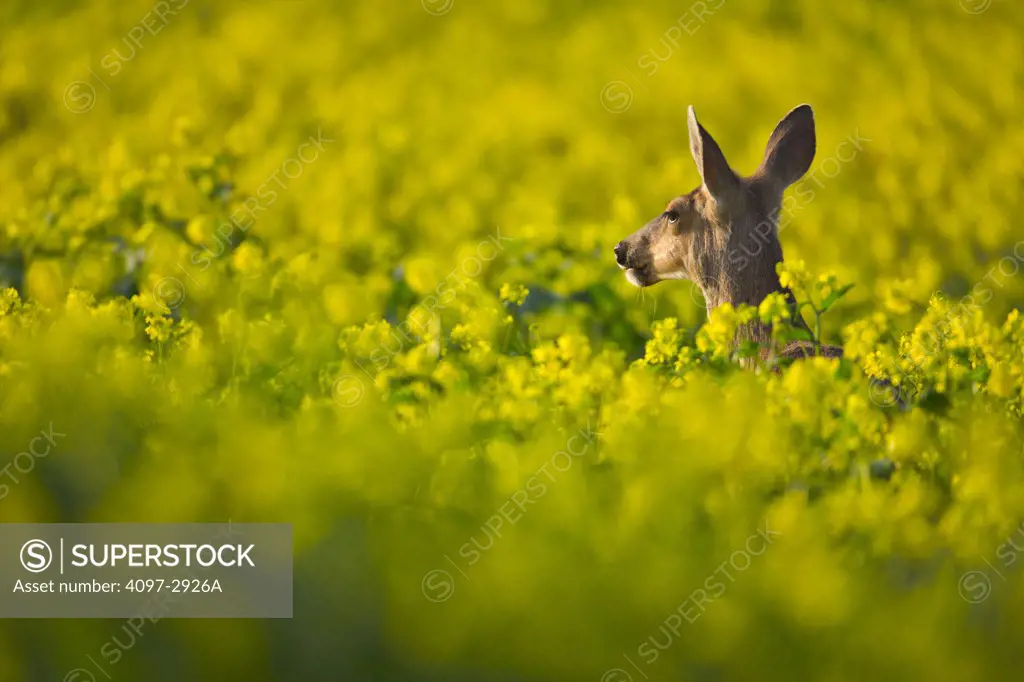 Mule deer (Odocoileus hemionus) in canola field, Victoria, Vancouver Island, British Columbia, Canada
