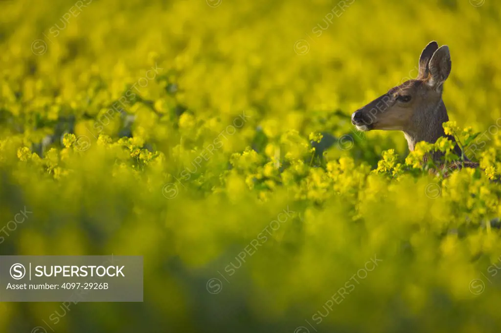 Mule deer (Odocoileus hemionus) in canola field, Victoria, Vancouver Island, British Columbia, Canada
