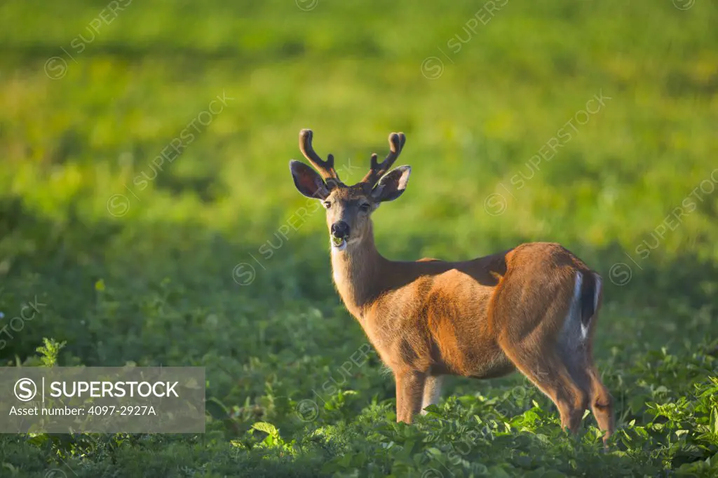 Mule deer (Odocoileus hemionus) standing in a field, Victoria, Vancouver Island, British Columbia, Canada