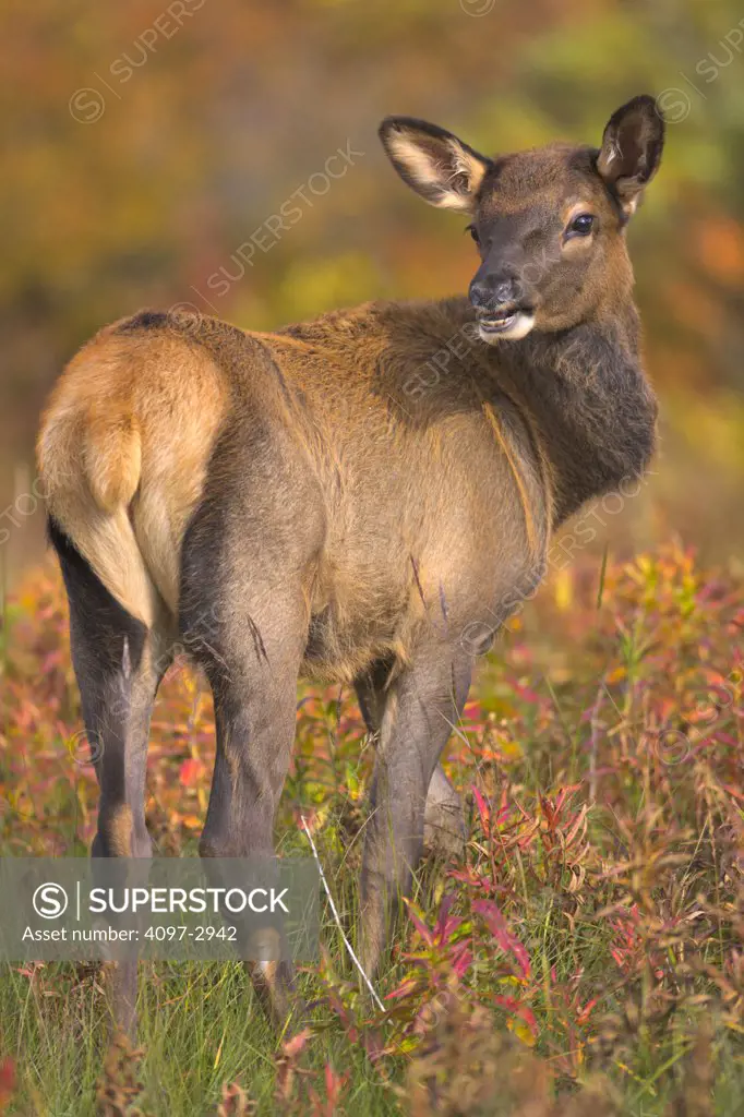 Elk (Cervus elaphus) in a forest, Icefields Parkway, Banff National Park, Alberta, Canada