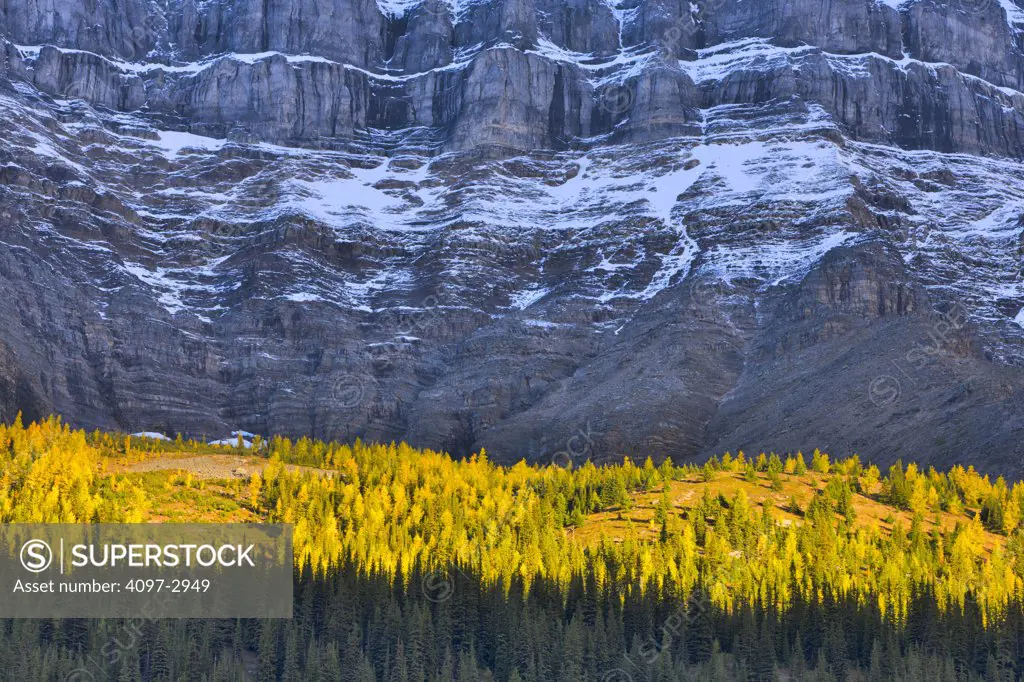 Trees with mountains, Wenkchemna Range, Valley Of The Ten Peaks, Banff National Park, Alberta, Canada