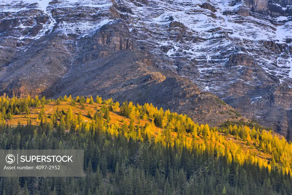 Trees on a mountain, Wenkchemna Range, Valley Of The Ten Peaks, Banff National Park, Alberta, Canada