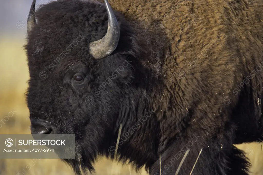 Close-up of an American bison (Bison bison), Yellowstone National Park, Wyoming, USA