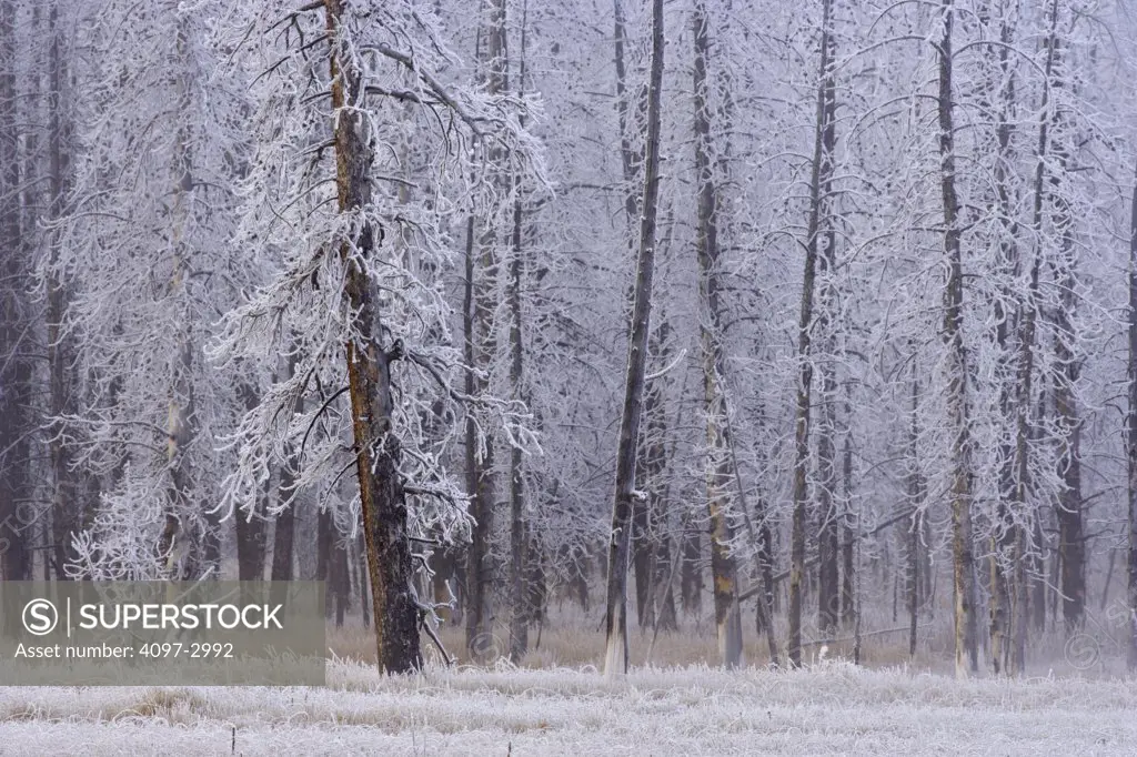 Frost covered trees in a forest, Firehole Lake Drive, Yellowstone National Park, Wyoming, USA