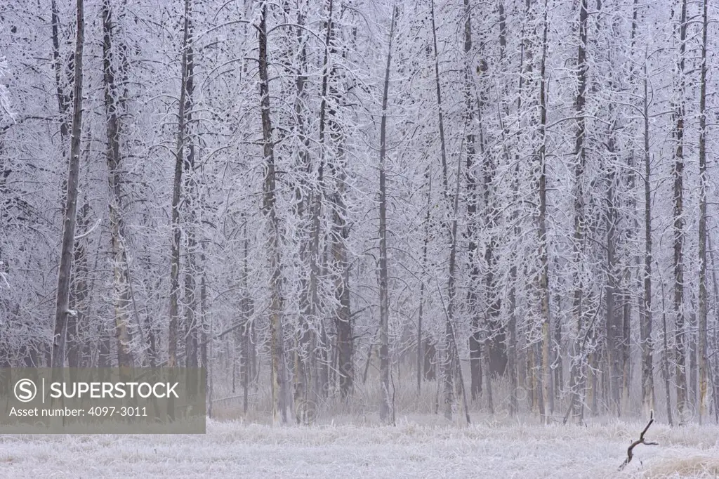 Frost covered trees in a forest, Firehole Lake Drive, Yellowstone National Park, Wyoming, USA