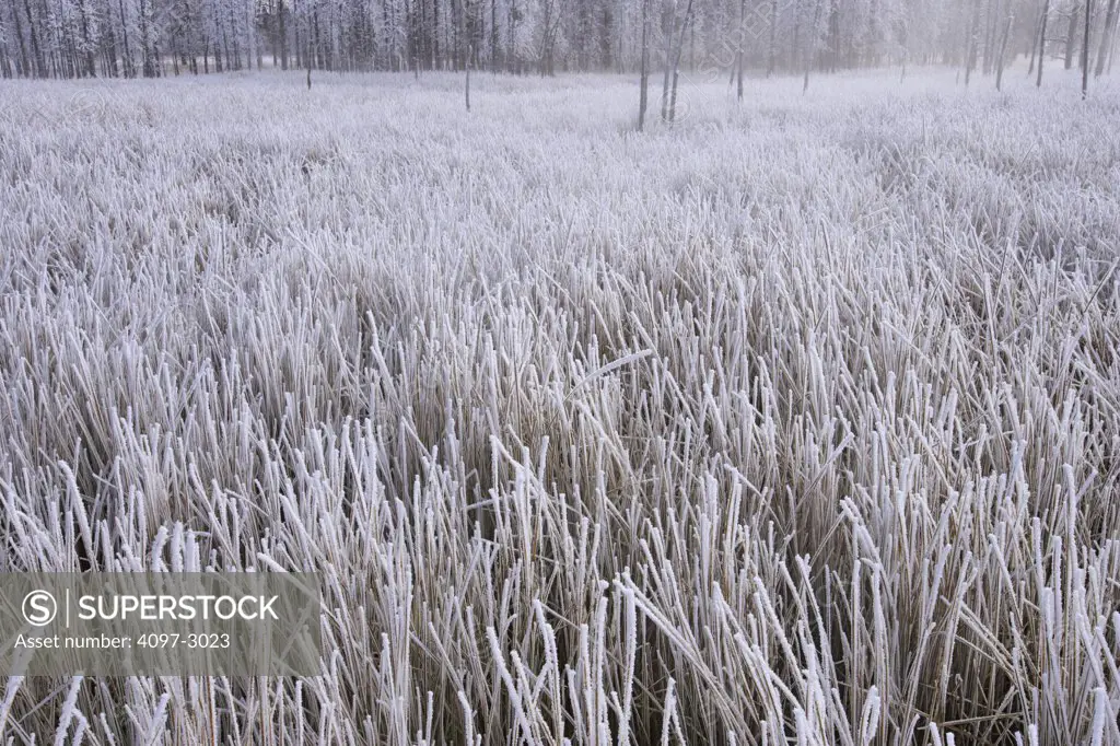 Reed covered with frost in a forest, Firehole Lake Drive, Yellowstone National Park, Wyoming, USA