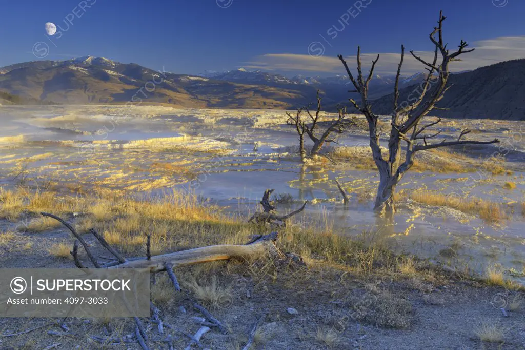 Dead trees at a hot spring, Mammoth Hot Springs, Yellowstone National Park, Wyoming, USA