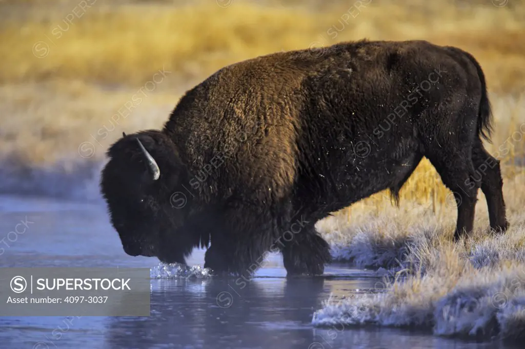 American bison (Bison bison) crossing a river, Firehole River, Lower Geyser Basin, Yellowstone National Park, Wyoming, USA