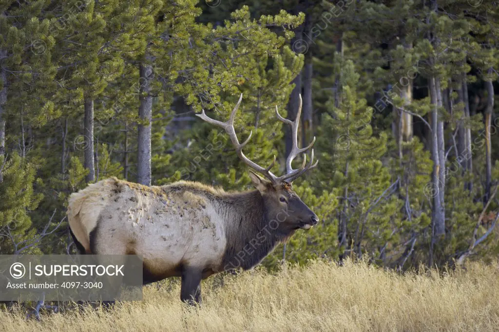 Bull elk (Cervus elaphus) in a forest, Yellowstone National Park, Wyoming, USA