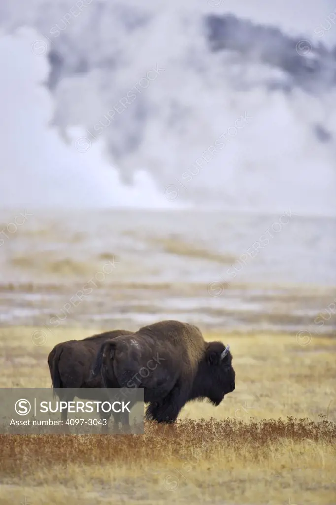 American bison (Bison bison) near a geyser, Lower Geyser Basin, Yellowstone National Park, Wyoming, USA