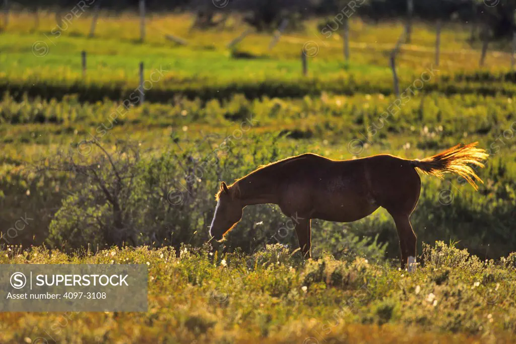 Horse grazing in a field, Alberta, Canada