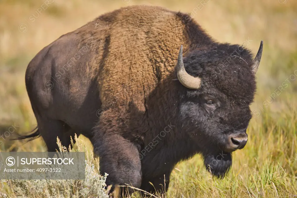 USA, Wyoming, Rocky Mountains, Grand Teton National Park, american bison