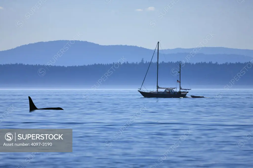 Killer whale (Orcinus orca) swimming in water, Strait Of Juan De Fuca, Victoria, Vancouver Island, British Columbia, Canada