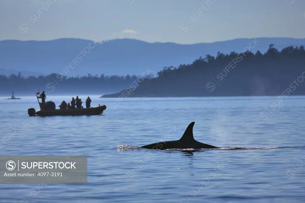 Killer whale (Orcinus orca) with whale watching boat in an ocean, Strait Of Juan De Fuca, Victoria, Vancouver Island, British Columbia, Canada