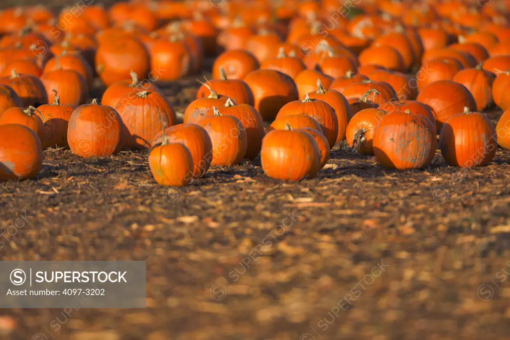 Pumpkins in a field, Saanich Peninsula, Vancouver Island, British Columbia, Canada