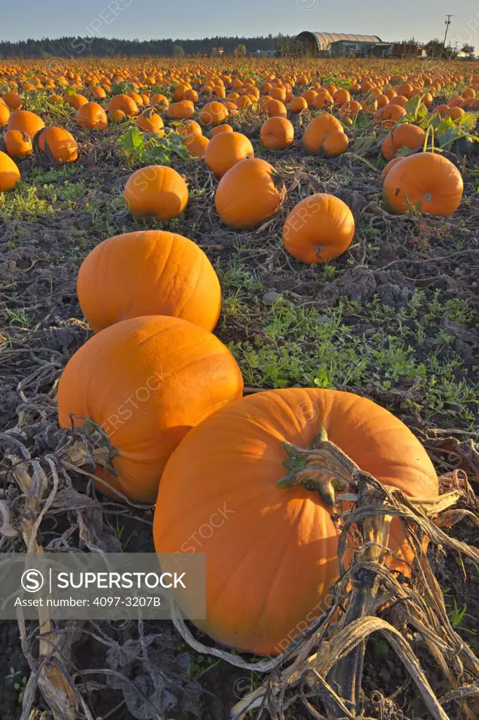Pumpkins in a field, Saanich Peninsula, Vancouver Island, British Columbia, Canada