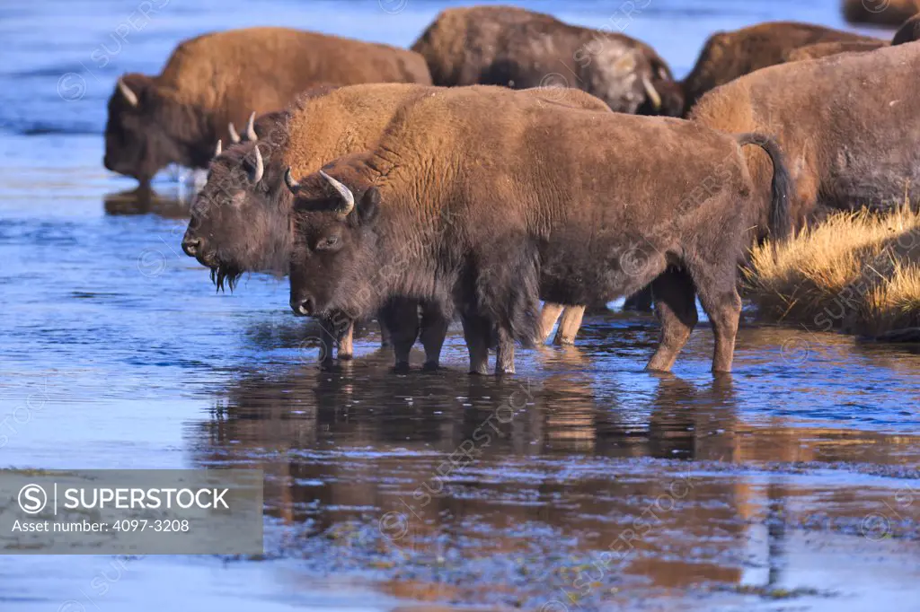 American bison (Bison bison) in water, Yellowstone National Park, Wyoming, USA