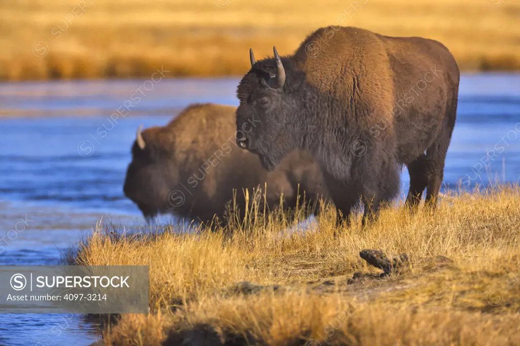 American bison (Bison bison) in water, Yellowstone National Park, Wyoming, USA
