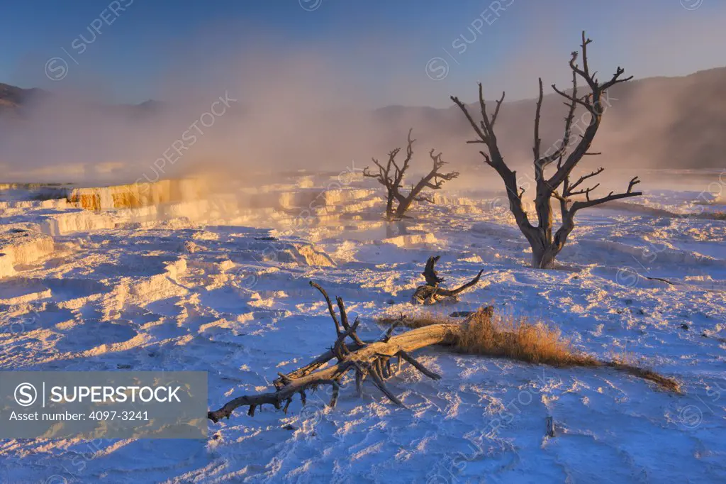 Dead trees at a hot spring, Mammoth Hot Springs, Yellowstone National Park, Wyoming, USA