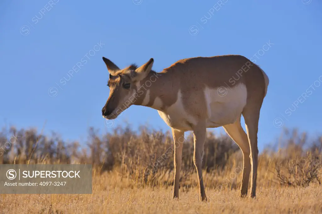 Pronghorn (Antilocapra americana) standing in a field, Yellowstone National Park, Wyoming, USA