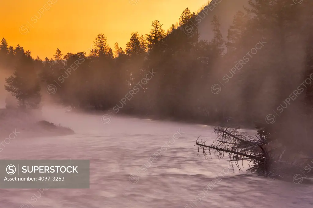 River flowing through a forest, Madison River, Yellowstone National Park, Wyoming, USA