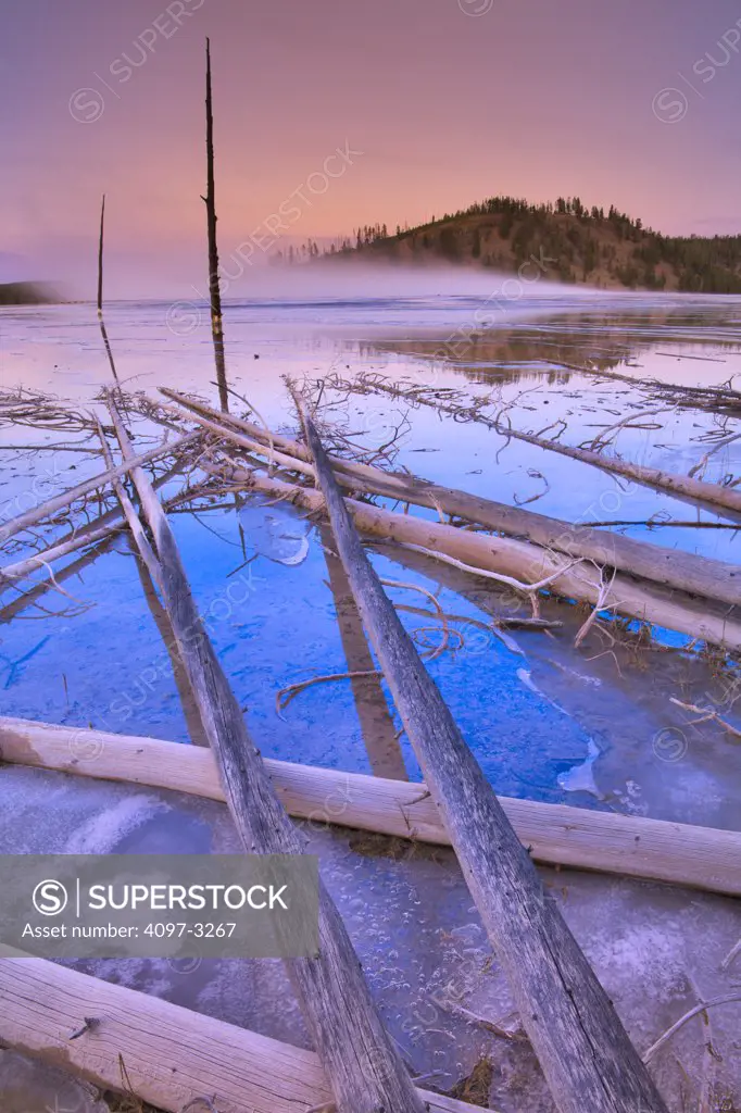 Dead trees in a lake, Grand Prismatic Spring, Yellowstone National Park, Wyoming, USA