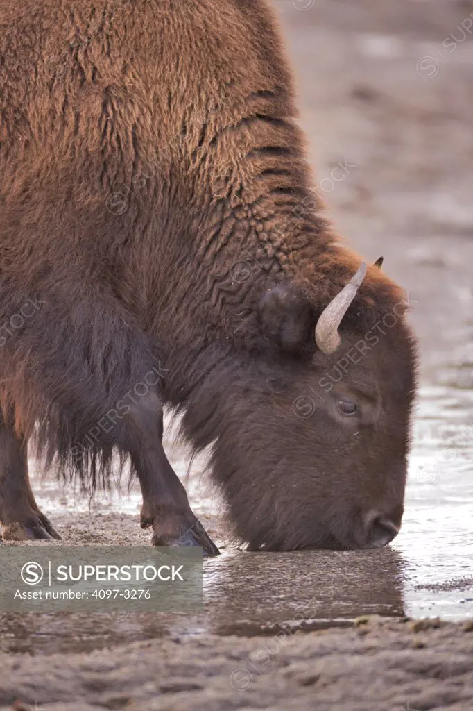 American bison (Bison bison) drinking water in a pond, Hayden Valley, Yellowstone National Park, Wyoming, USA